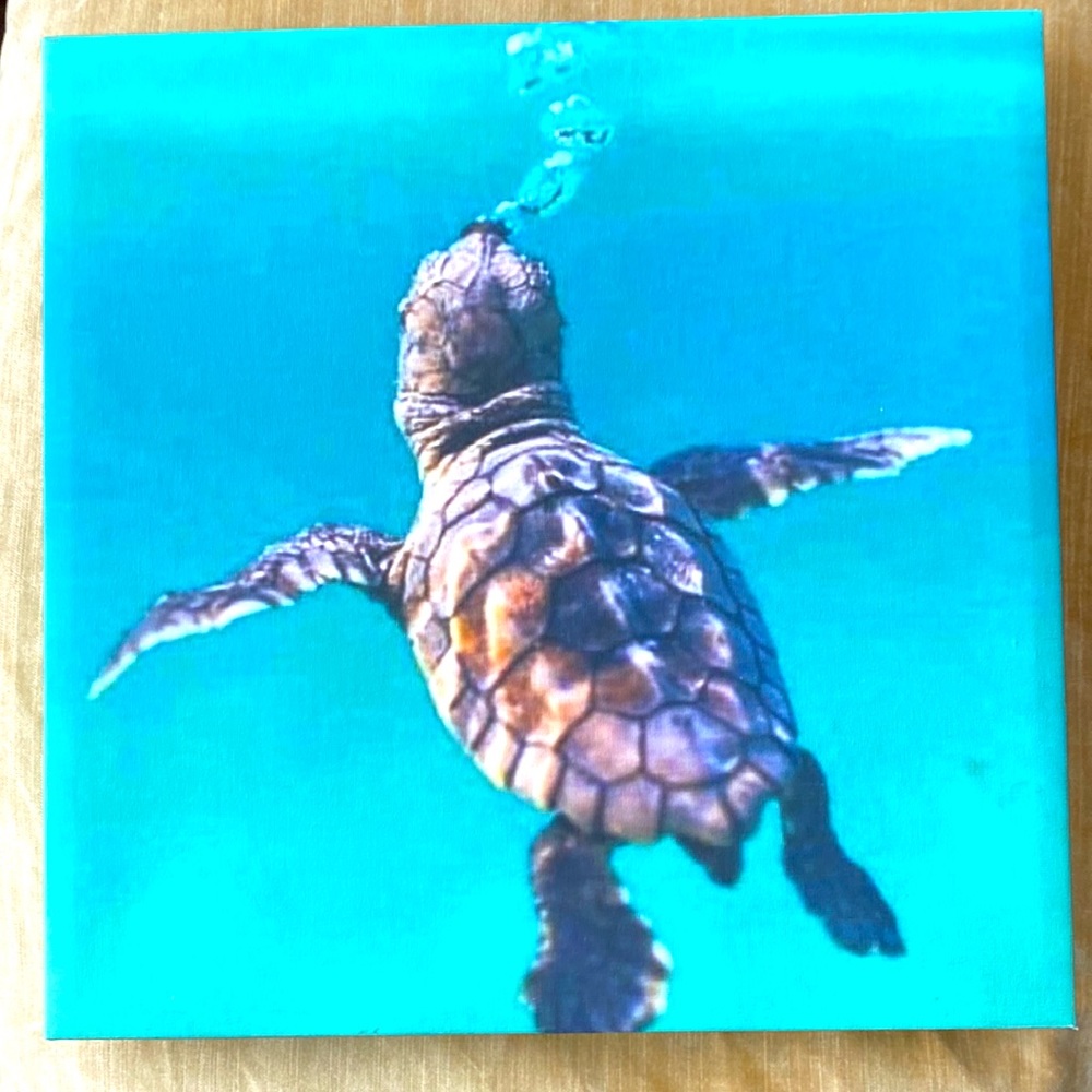 Sea Turtle Art